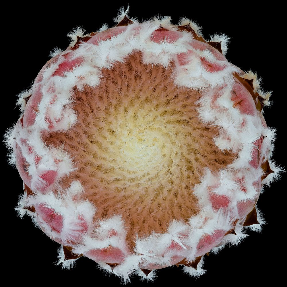 Protea art print by Victor Mozqueda for $57.95 CAD