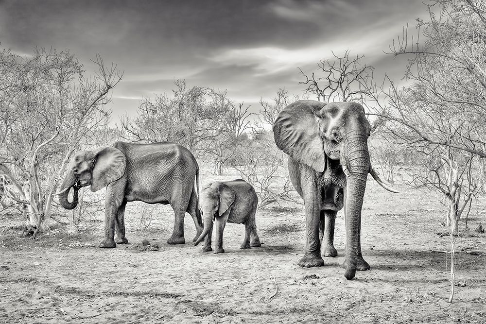 Dry Season (Bw) art print by Piet Flour for $57.95 CAD