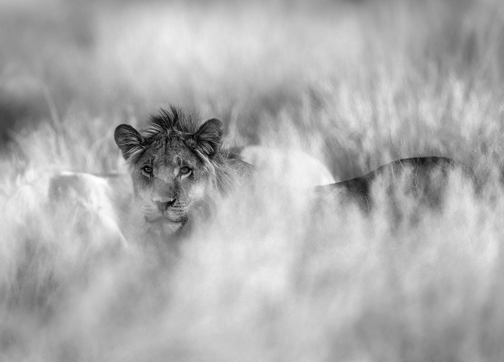 Subtle Mane art print by Jaco Marx for $57.95 CAD