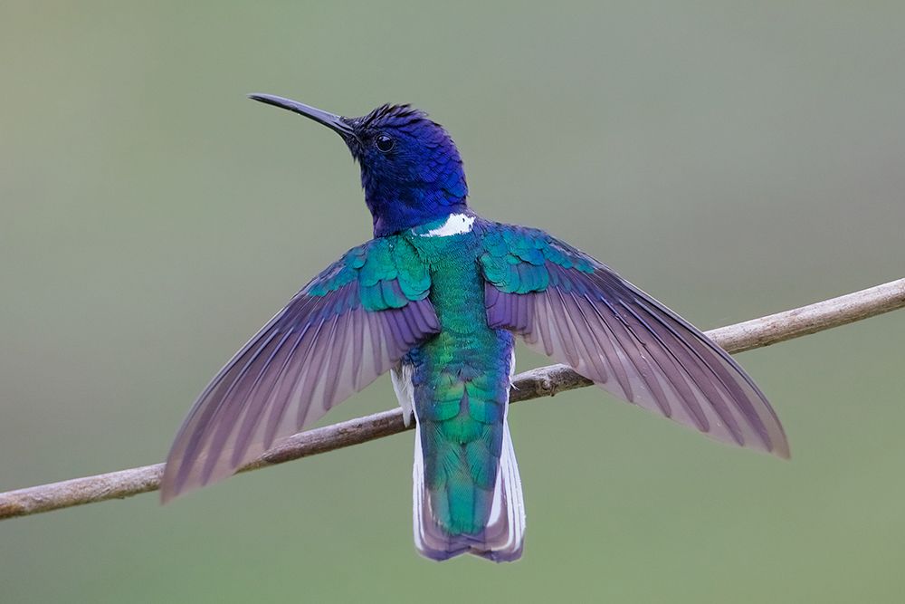 Swing Wing art print by Ray Cooper for $57.95 CAD