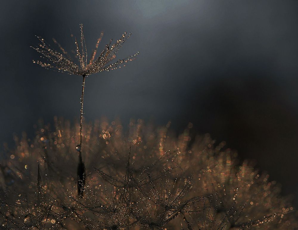 Standing toward the light... art print by Thierry Dufour for $57.95 CAD