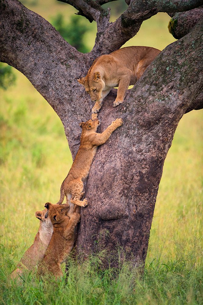 Climbing Cub art print by Mohammed Alnaser for $57.95 CAD