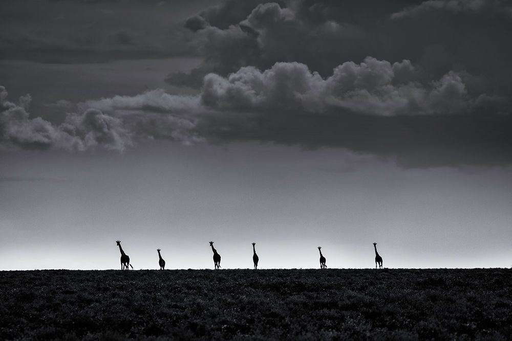 6 Giraffes art print by Greg Metro for $57.95 CAD