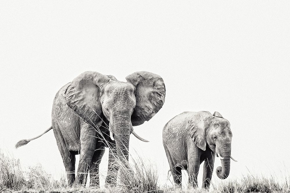 Purring Silence art print by Piet Flour for $57.95 CAD
