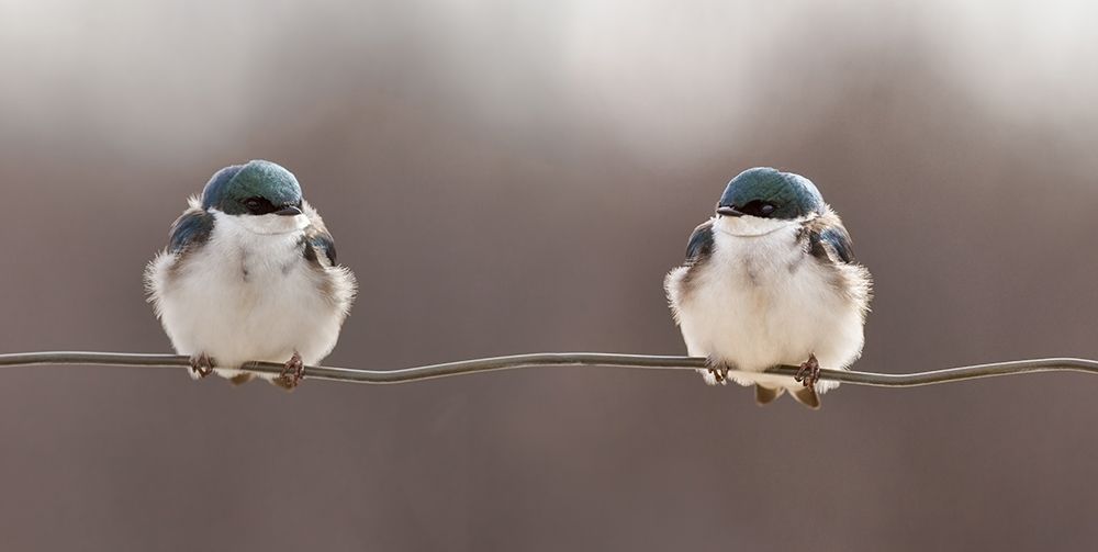 Birds On A Wire art print by Lucie Gagnon for $57.95 CAD