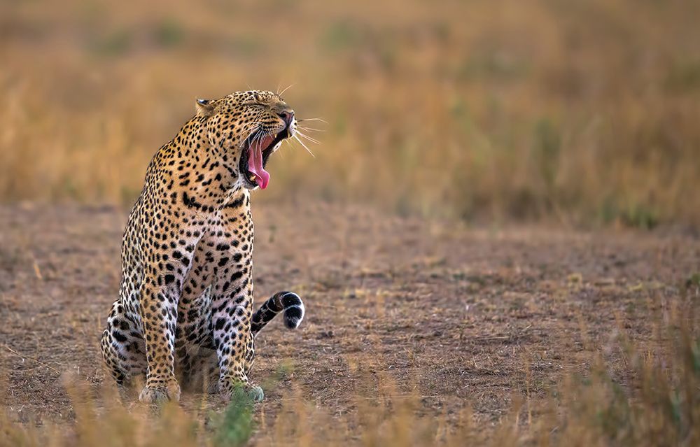 Yawning Leopard art print by Rayees Rahman for $57.95 CAD
