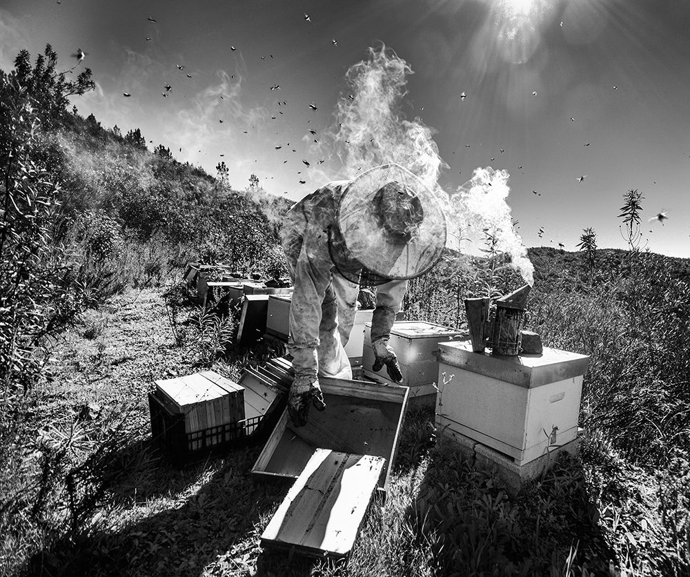 Mountain Of Honey art print by Agostinho Teixeira for $57.95 CAD