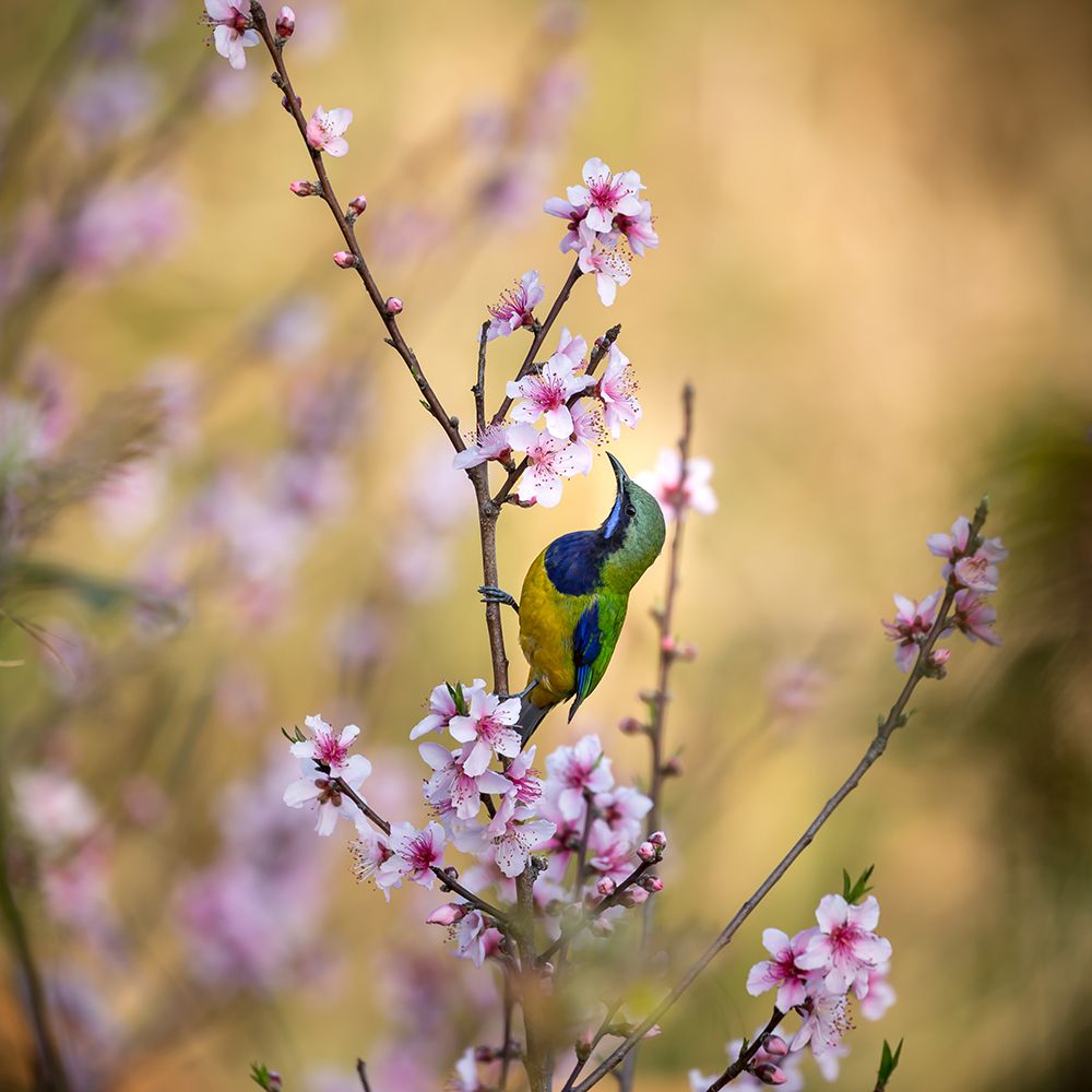 Bird Whispering To The Peach Flower art print by Jianfeng Wang for $57.95 CAD