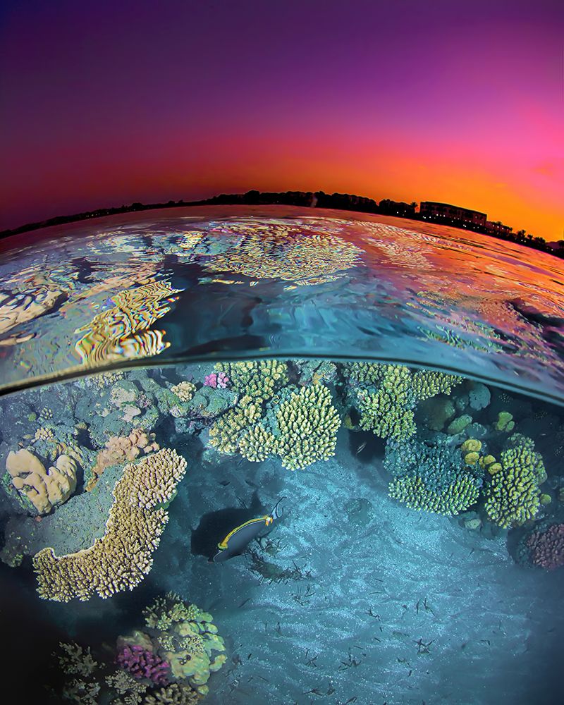 Dusk At The Red Sea Reef art print by Henry Jager for $57.95 CAD