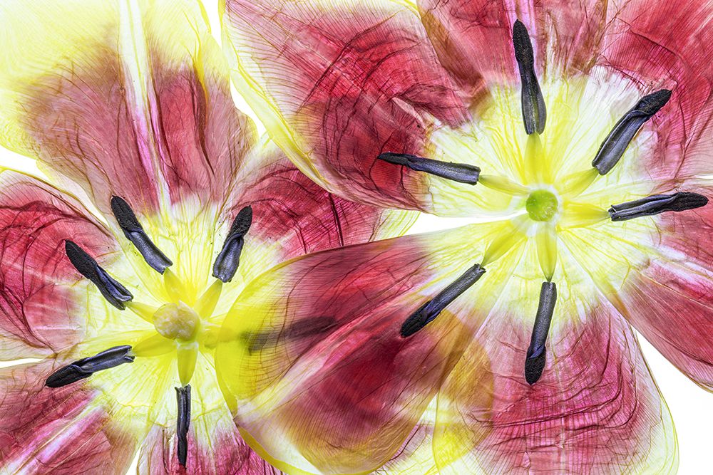 Tulips art print by Mandy Disher for $57.95 CAD