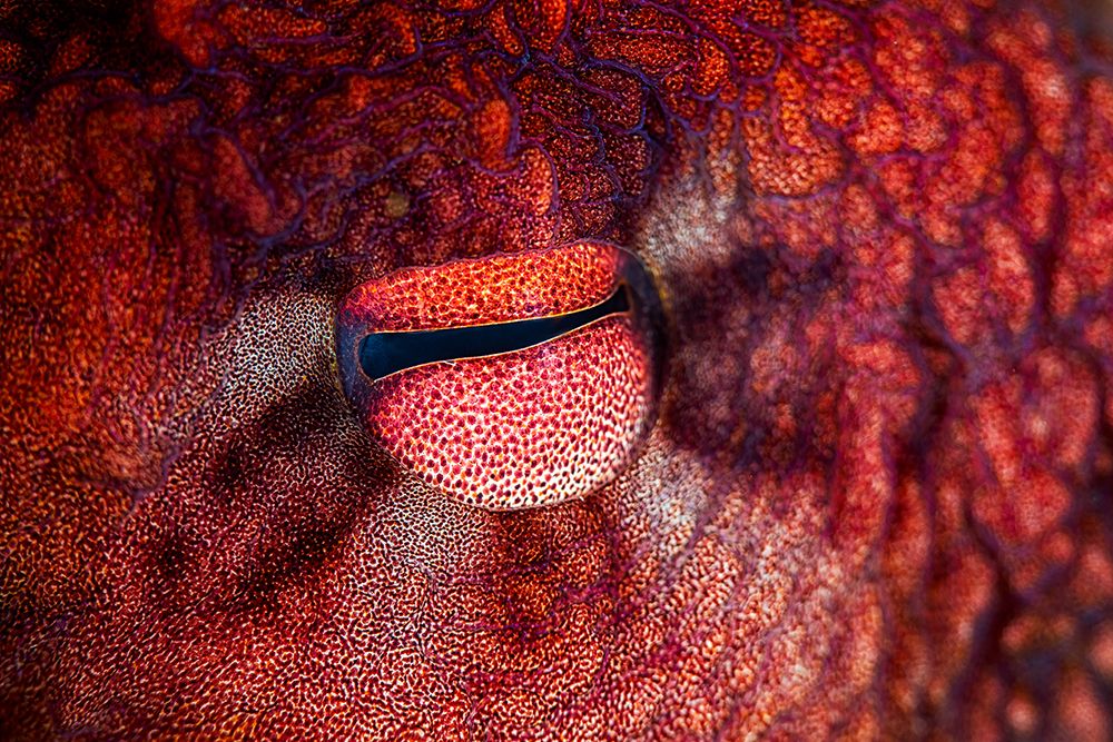 Octopus Eye art print by Barathieu Gabriel for $57.95 CAD