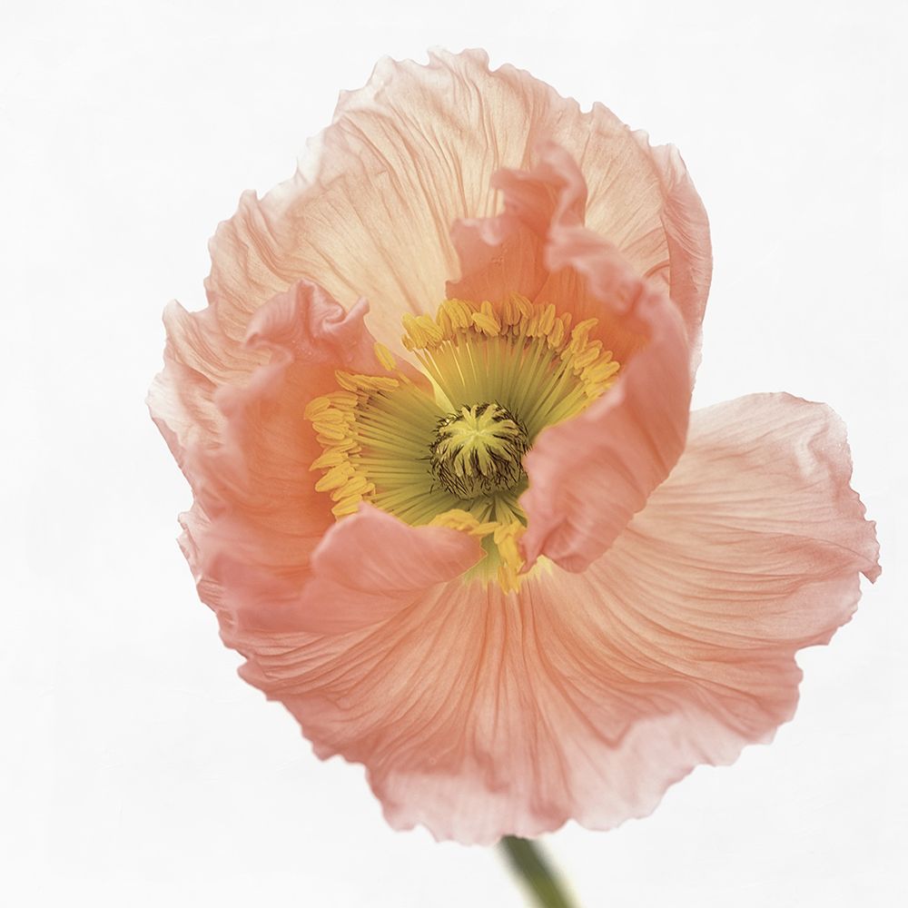 Poppy art print by Lotte Gronkjar for $57.95 CAD