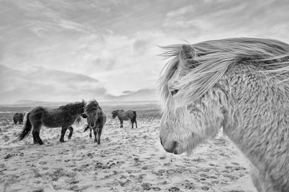 Tough guys art print by John Colbensen for $57.95 CAD