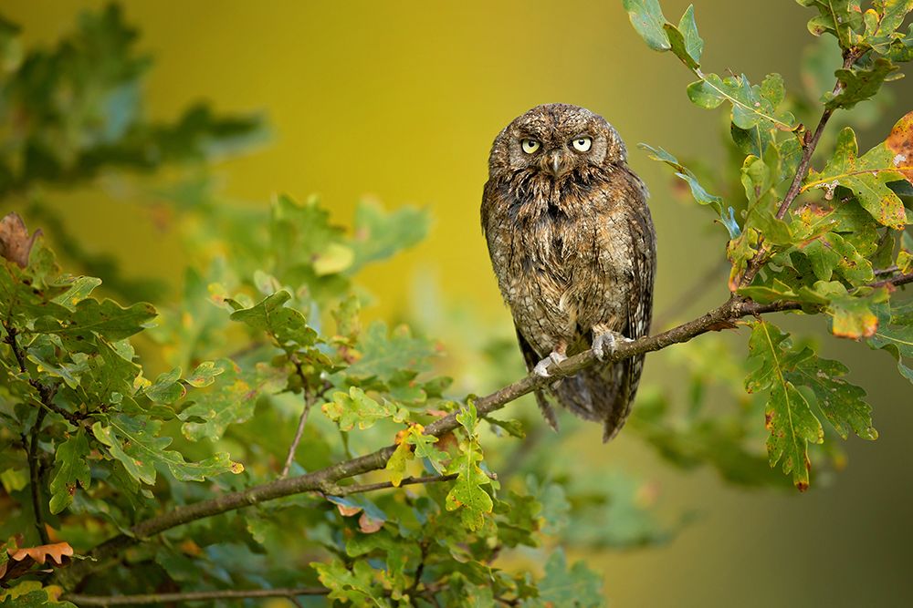Eurasian Scops Owl art print by Milan Zygmunt for $57.95 CAD