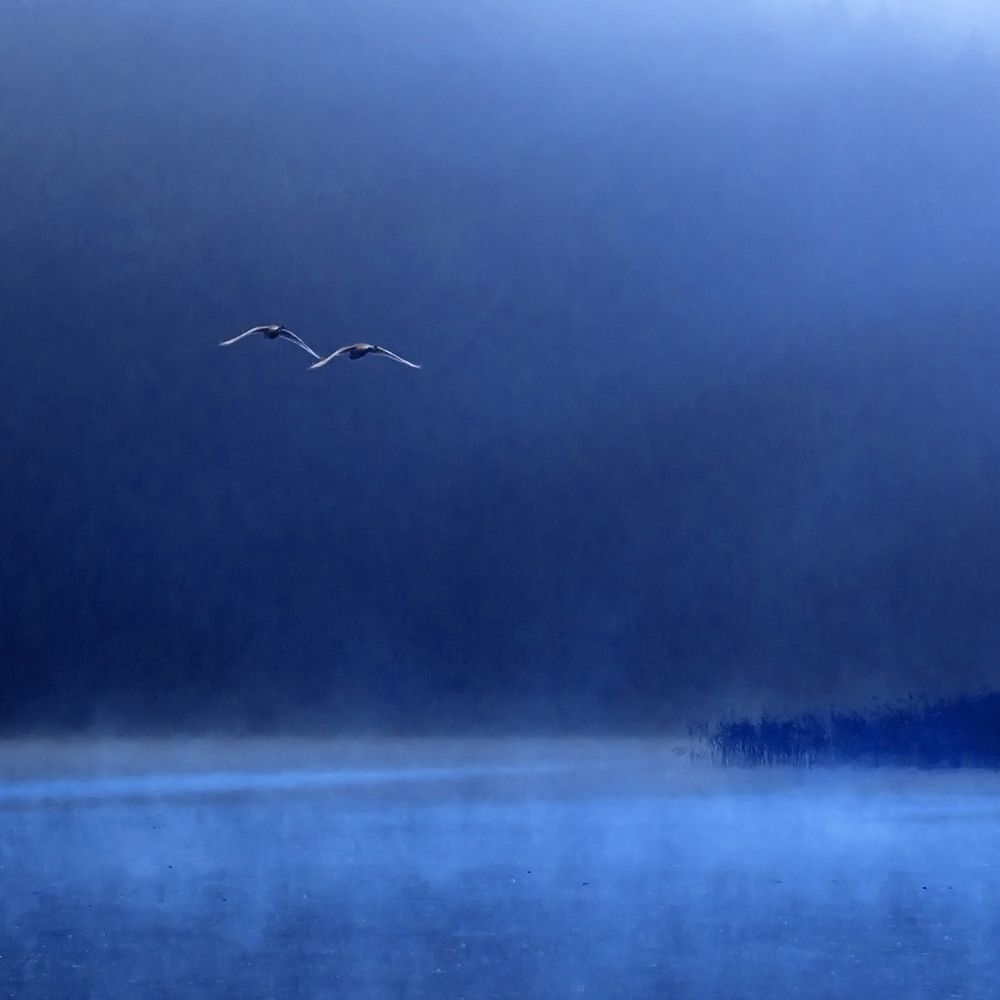 Swans art print by Marcin Michalowski for $57.95 CAD