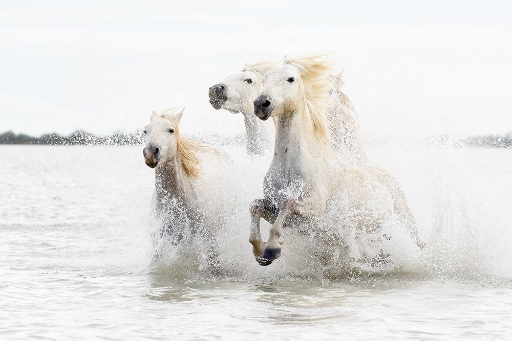 Horses  Hight Key art print by Ciro De Simone for $57.95 CAD