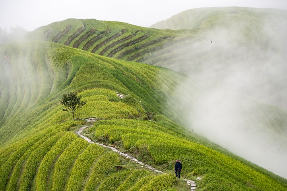 Pingan Rice Terraces art print by Miha Pavlin for $57.95 CAD