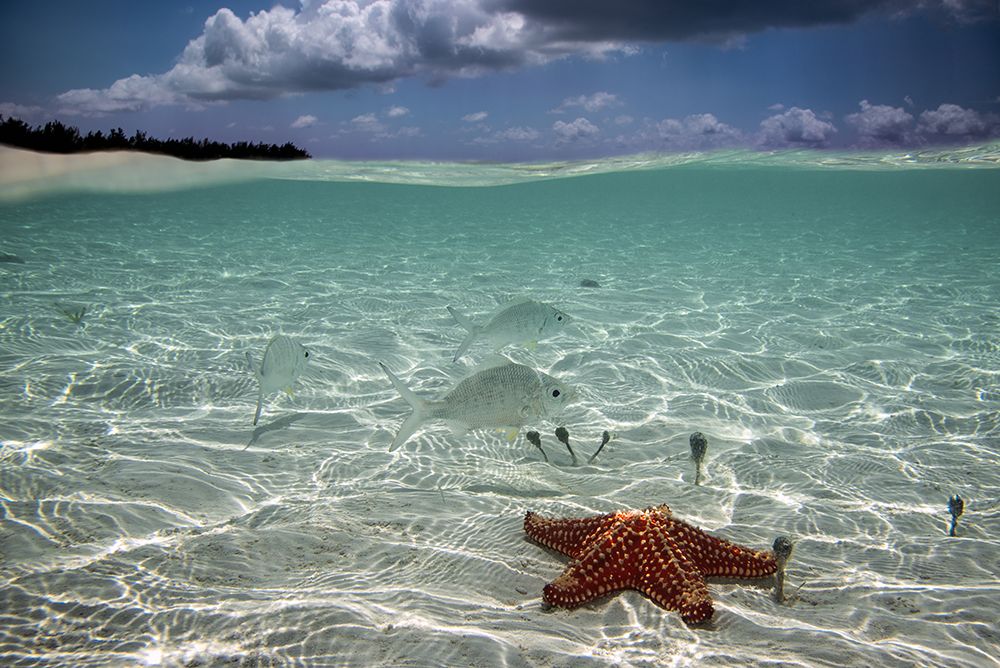 Underwater art print by Elena Pardini for $57.95 CAD