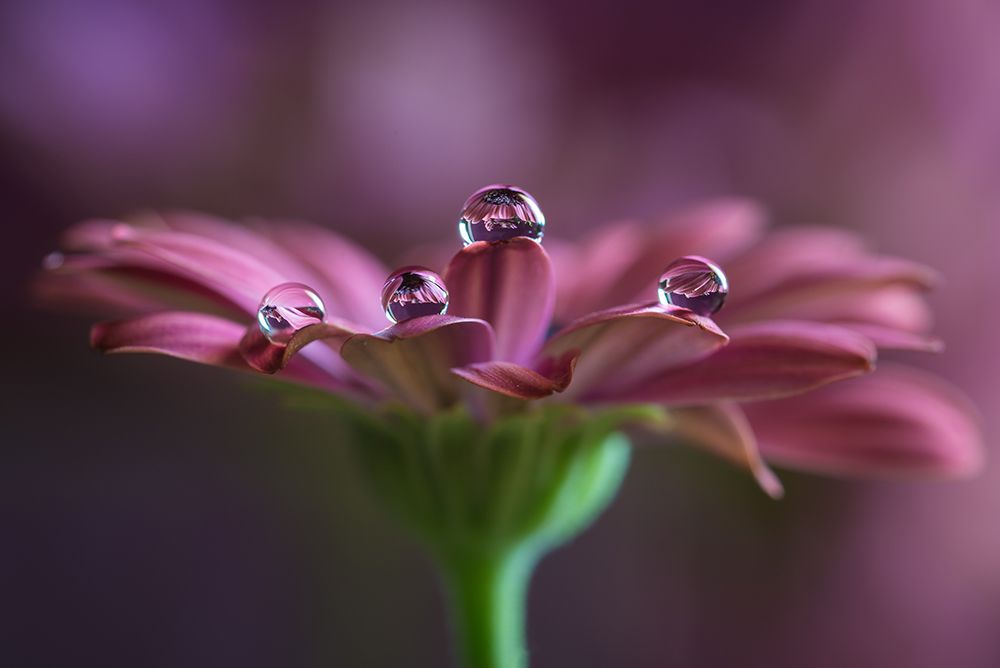 Delicate Flower Reflections art print by Silvia Spedicato for $57.95 CAD