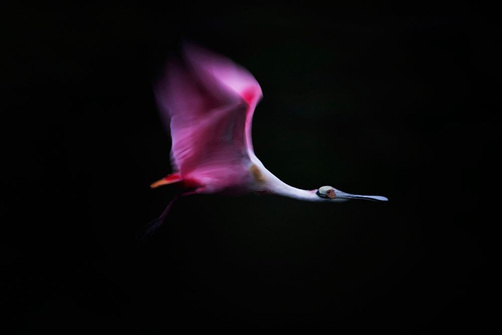 Rose In The Air art print by Phillip Chang for $57.95 CAD