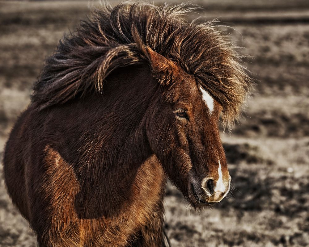 Windblown art print by Bragi Ingibergsson for $57.95 CAD