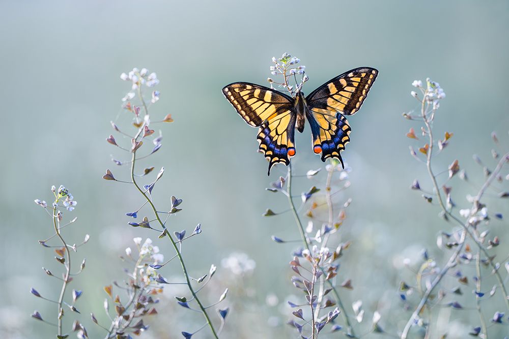 Swallowtail Beauty art print by Petar Sabol for $57.95 CAD