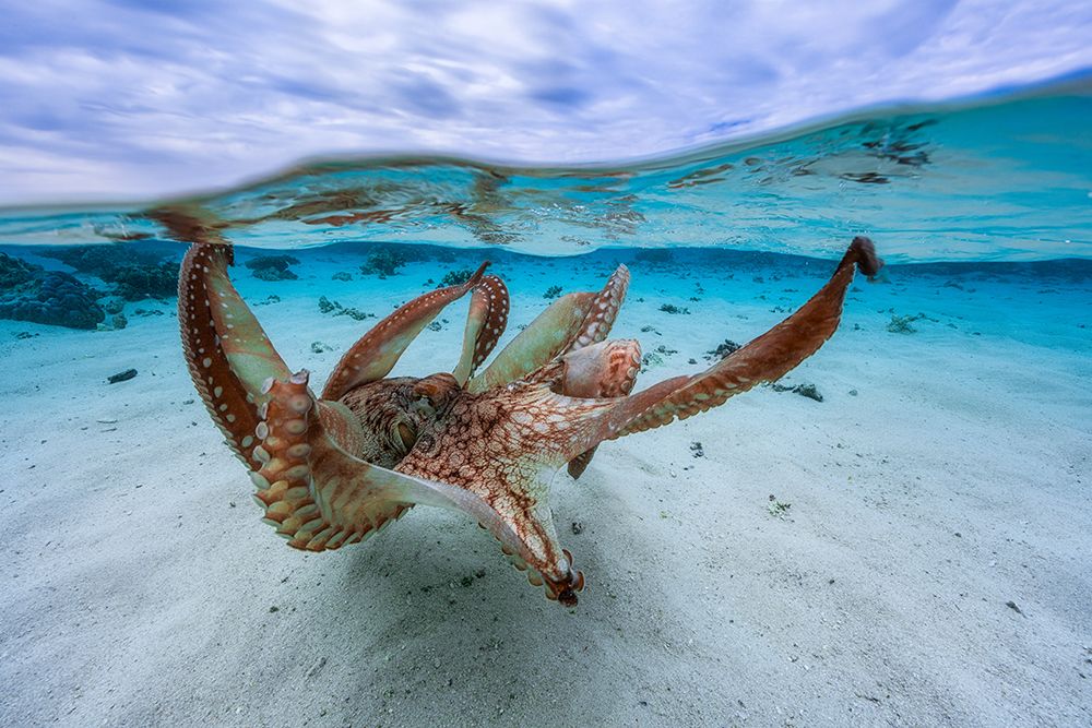 Octopus art print by Barathieu Gabriel for $57.95 CAD