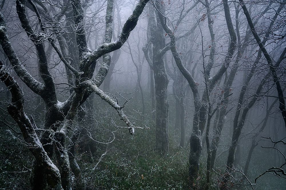 misty art print by Sho Shibata for $57.95 CAD