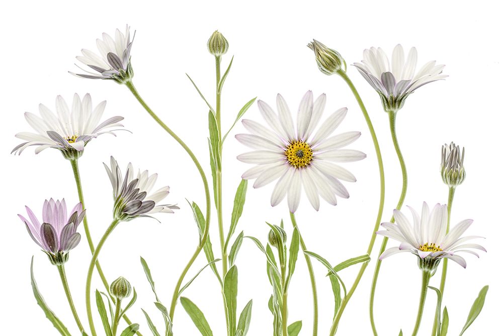 Cape Daisies art print by Mandy Disher for $57.95 CAD