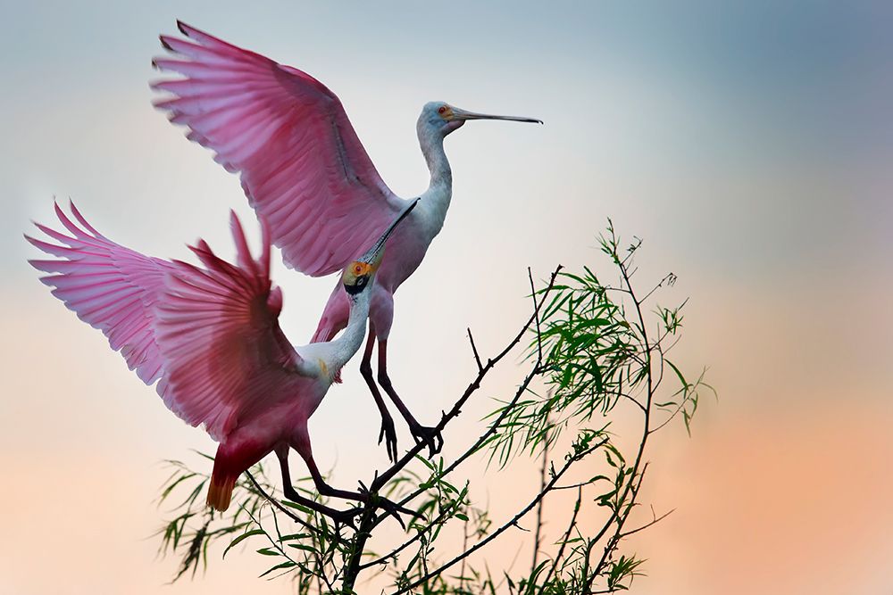 Two Roseate Spoonbills art print by Phillip Chang for $57.95 CAD