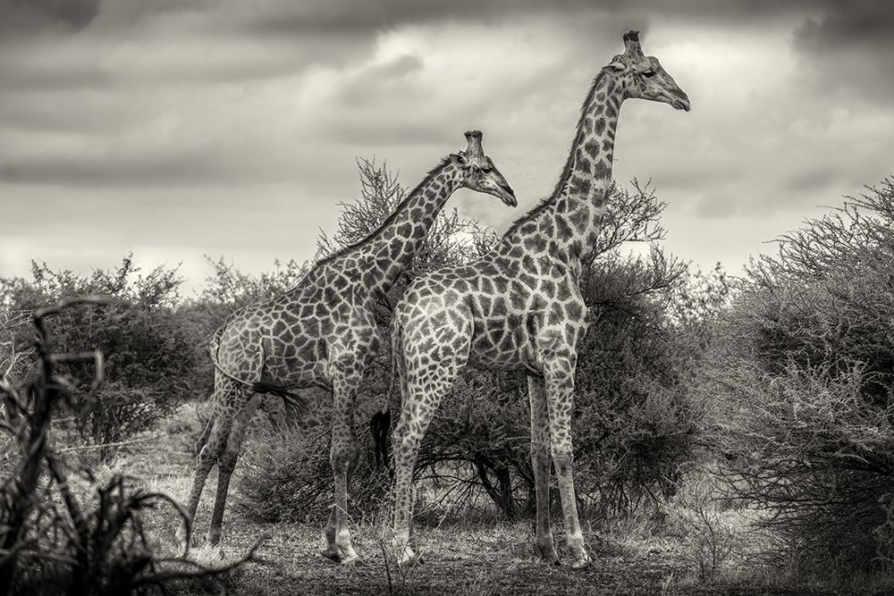 Two Giraffes art print by Henrike Scheid for $57.95 CAD