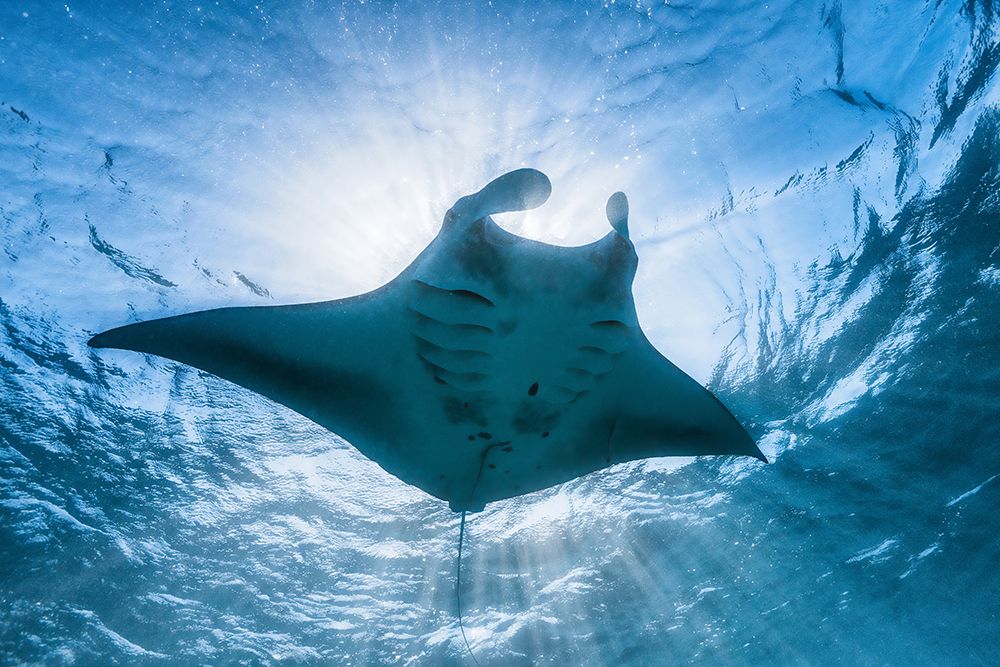 Manta Ray art print by Barathieu Gabriel for $57.95 CAD
