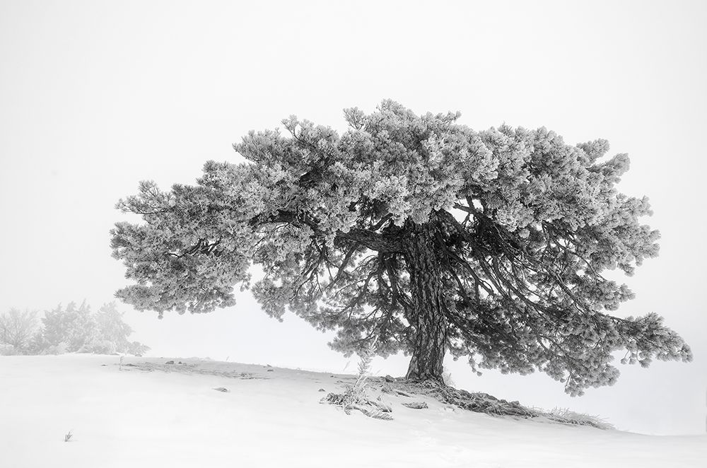 Let it Snow 02 art print by George Digalakis for $57.95 CAD