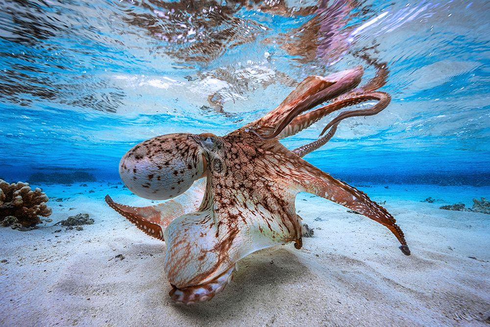 Dancing Octopus art print by Barathieu Gabriel for $57.95 CAD