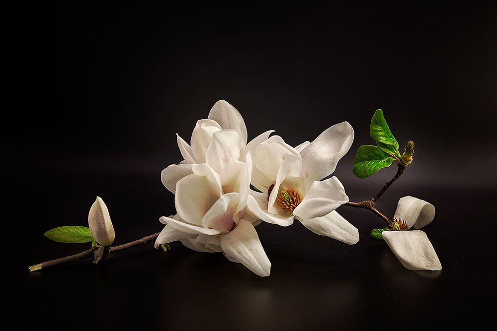 Magnolia art print by Tony08 for $57.95 CAD