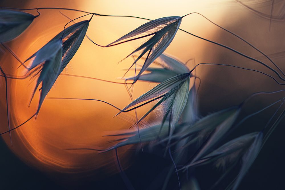 Sunset art print by Dimitar Lazarov for $57.95 CAD