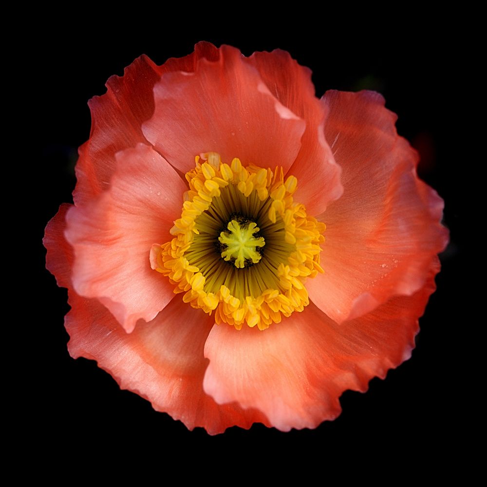 Morning Poppy art print by Lotte Gronkjar for $57.95 CAD