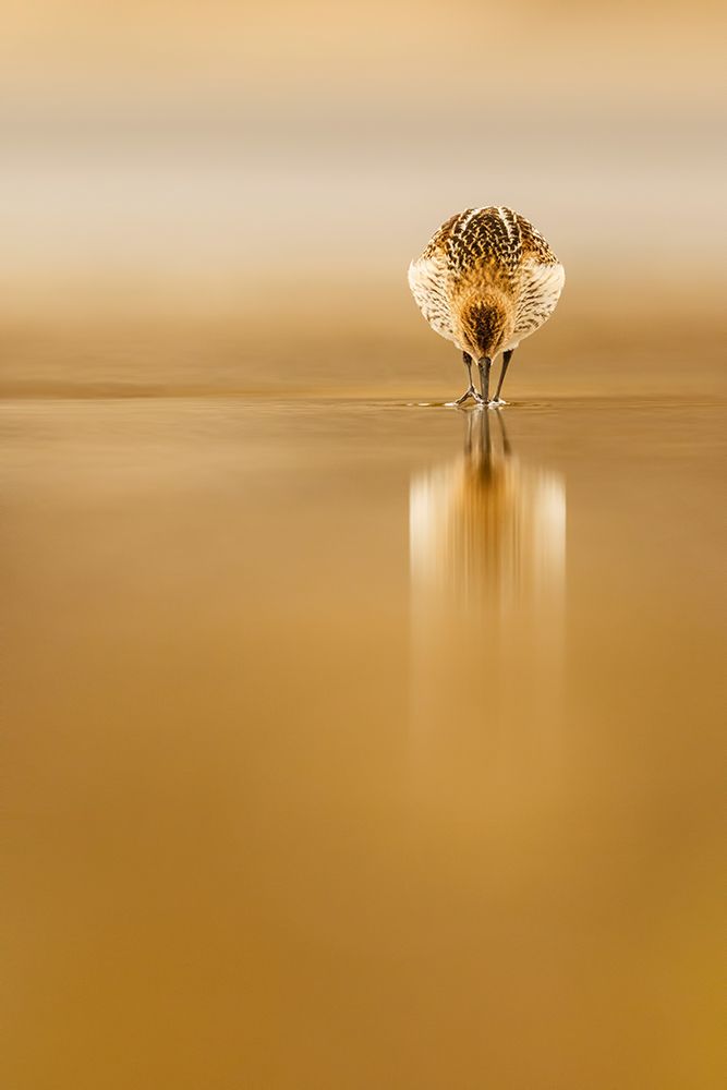 Dunlin Reflection art print by Mario Suarez for $57.95 CAD