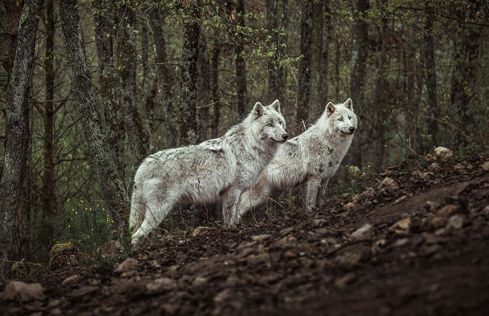 Meeting With White Wolves art print by Ronan Siri for $57.95 CAD