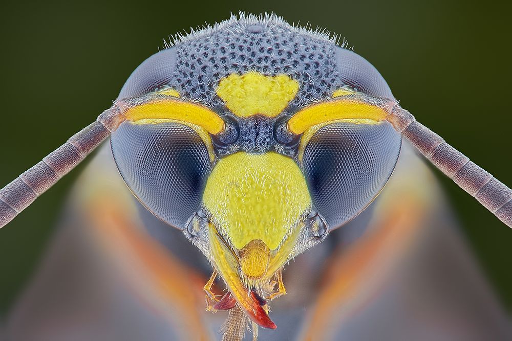 Yellow Jacket art print by Aditya Permana for $57.95 CAD