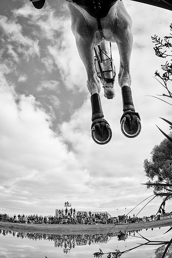 Equine Flight art print by Sharon Lee Chapman for $57.95 CAD