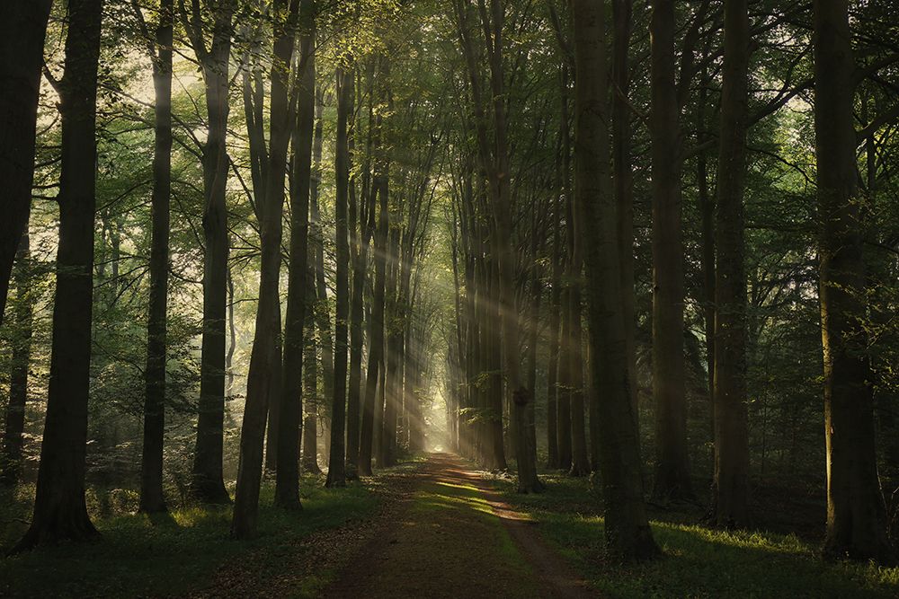 The Essential art print by Vincent Croce for $57.95 CAD