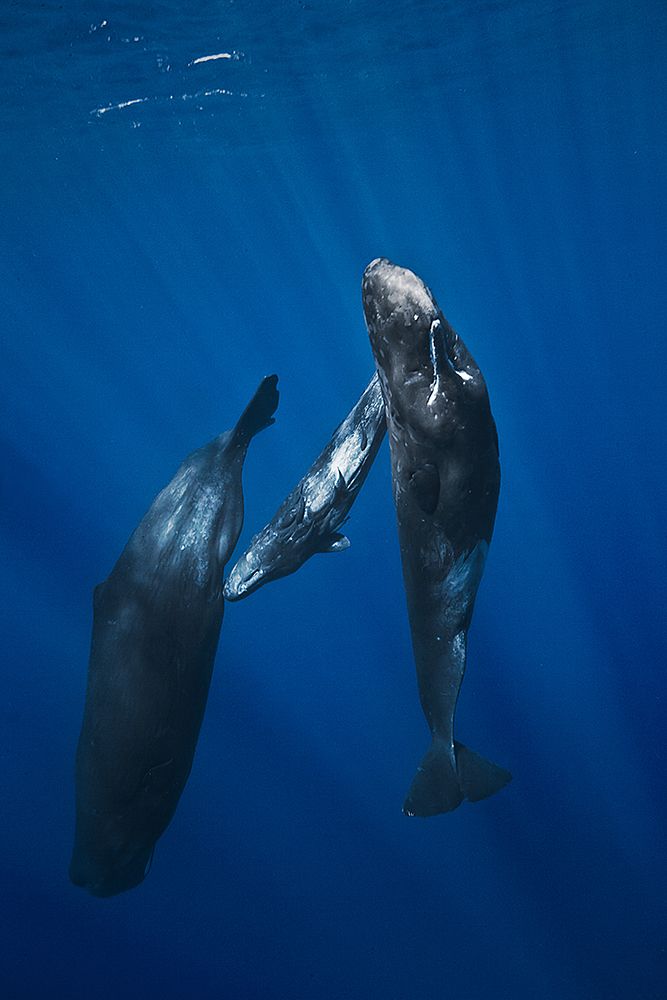 Sperm whale family art print by Barathieu Gabriel for $57.95 CAD