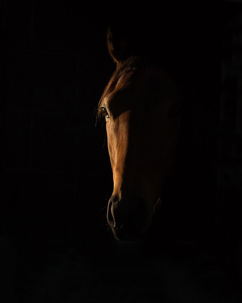 The Beauty of The Thoroughbred art print by Sharon Lee Chapman for $57.95 CAD