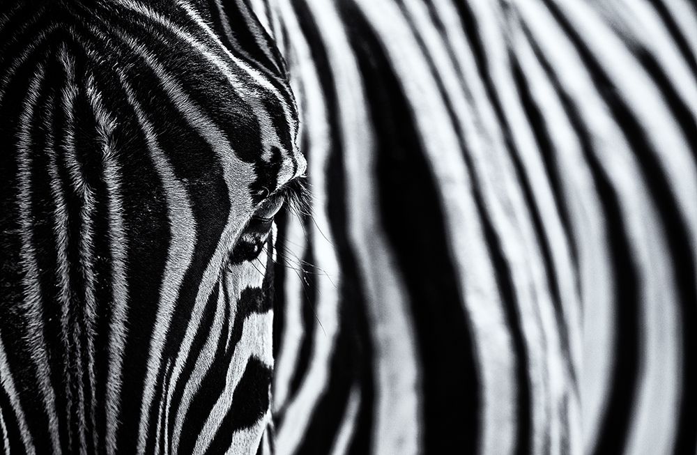 The Look Of Nature art print by Marco Tagliarino for $57.95 CAD