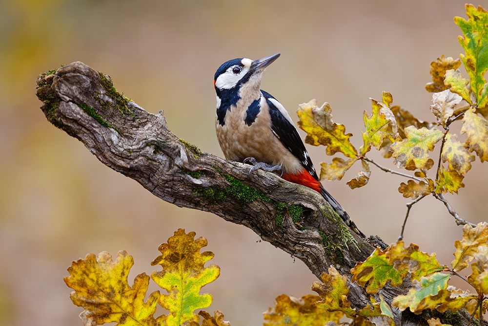 Autumn Woodpecker art print by Mario Suarez for $57.95 CAD