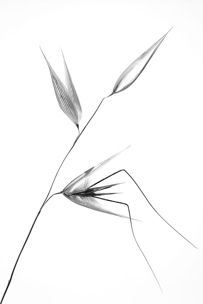 beauty of a weed art print by Thierry Lagandre for $57.95 CAD