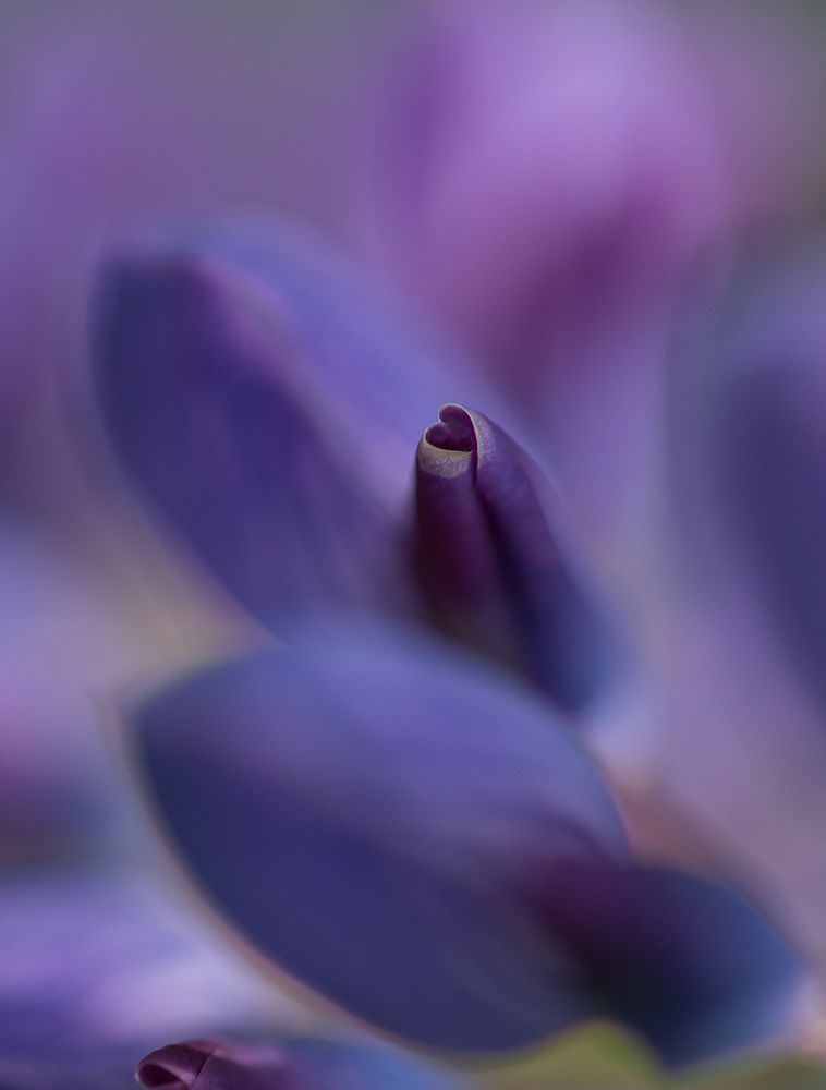 Purple Heart art print by Bee Thalin for $57.95 CAD