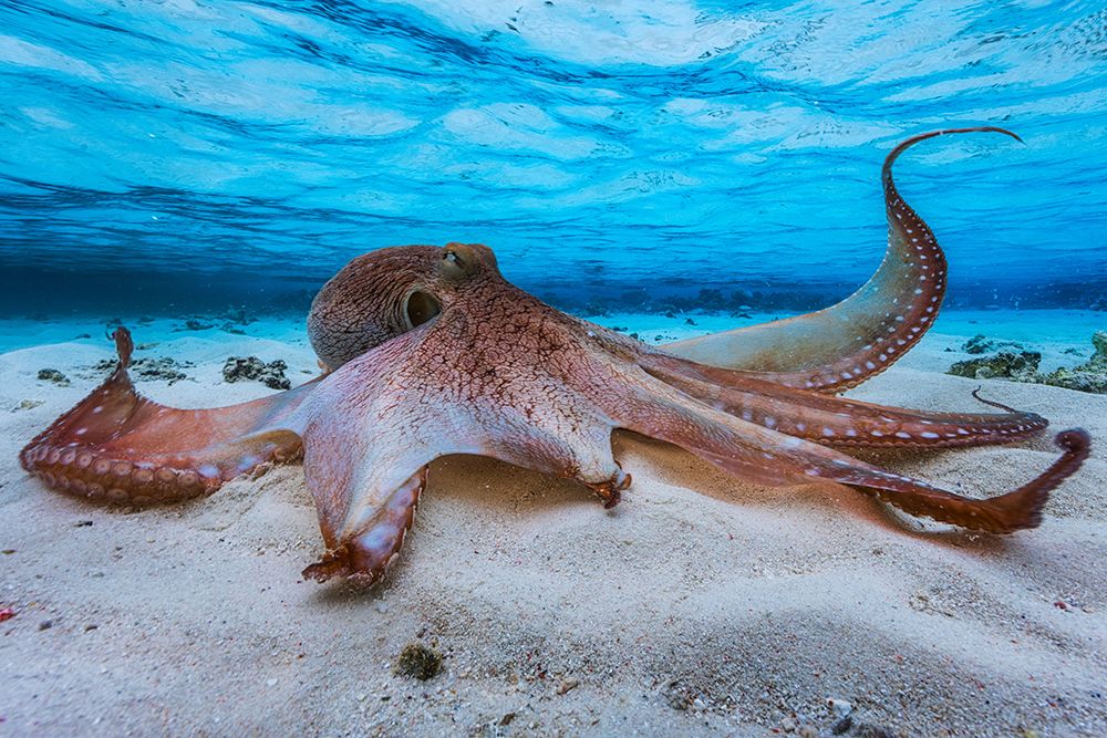 Octopus art print by Barathieu Gabriel for $57.95 CAD