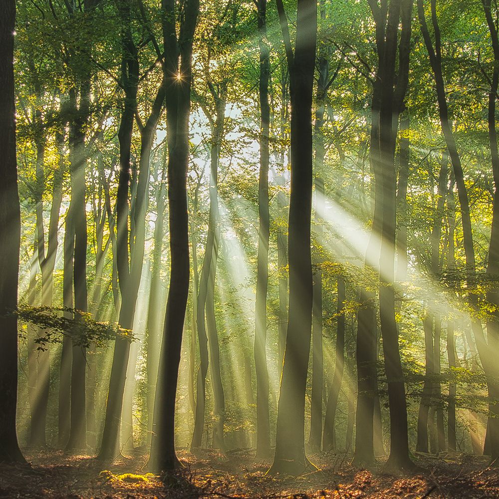Sunny Start To The Day ........ art print by Piet Haaksma for $57.95 CAD